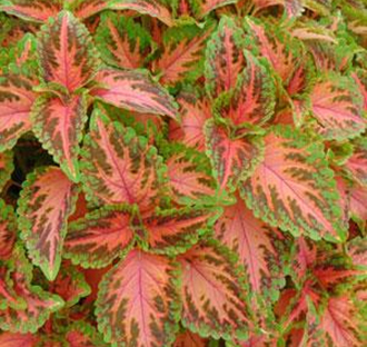 колеус гибридный Coleus  x hybrida
